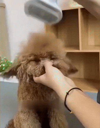 3 in 1 pet grooming hair dryer