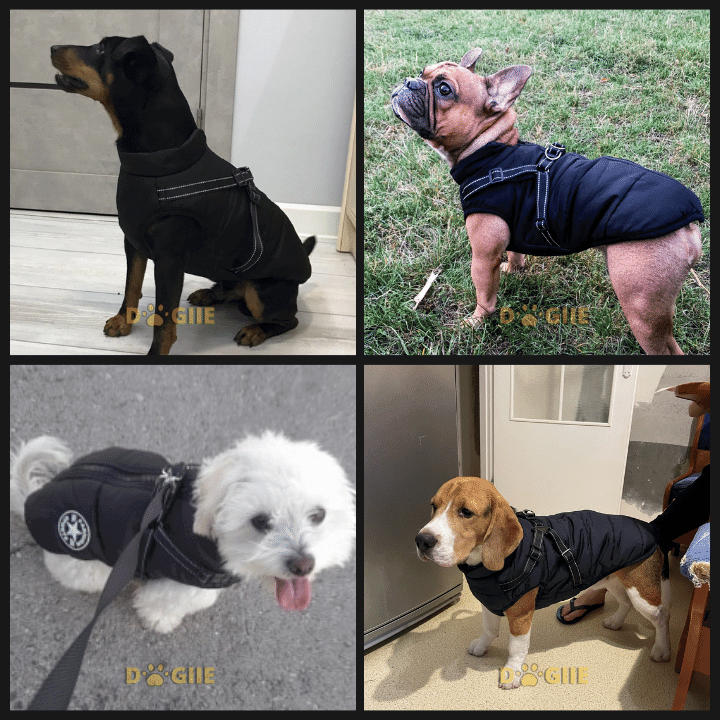 Waterproof Winter Jacket with Built in Harness