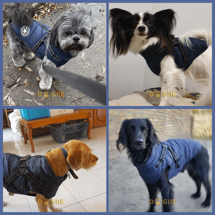 Waterproof Winter Jacket with Built in Harness