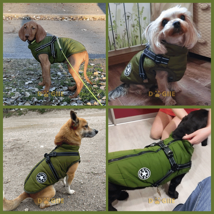 Waterproof Winter Jacket with Built in Harness